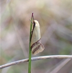 Coeranica isabella (A Concealer moth (Wingia group)) at Cook, ACT - 17 Oct 2024 by CathB