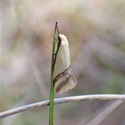 Coeranica isabella (A Concealer moth) at Cook, ACT - 17 Oct 2024 by CathB