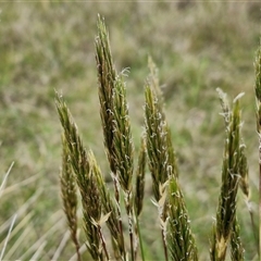 Anthoxanthum odoratum (Sweet Vernal Grass) at Gundary, NSW - 23 Oct 2024 by trevorpreston