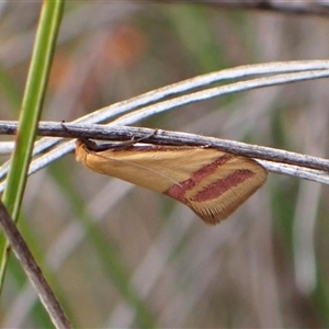 Coeranica isabella at Cook, ACT - 15 Oct 2024