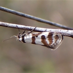 Philobota impletella Group at Cook, ACT - 16 Oct 2024 by CathB