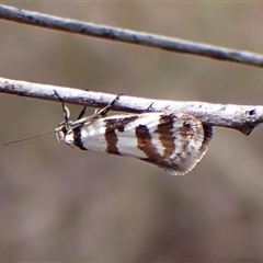 Philobota impletella Group at Cook, ACT - 16 Oct 2024 03:58 PM