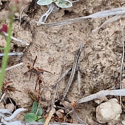 Keyacris scurra (Key's Matchstick Grasshopper) at Gundary, NSW - 23 Oct 2024 by trevorpreston