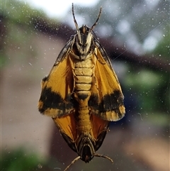 Halone coryphoea (Eastern Halone moth) at Cook, ACT - 19 Oct 2024 by CathB