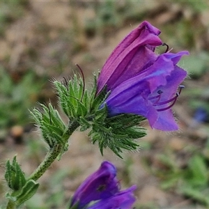 Echium plantagineum at Gundary, NSW - 23 Oct 2024