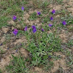 Echium plantagineum at Gundary, NSW - 23 Oct 2024