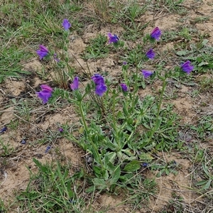 Echium plantagineum at Gundary, NSW - 23 Oct 2024 04:38 PM