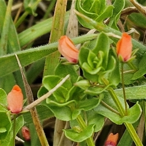 Lysimachia arvensis at Gundary, NSW - 23 Oct 2024