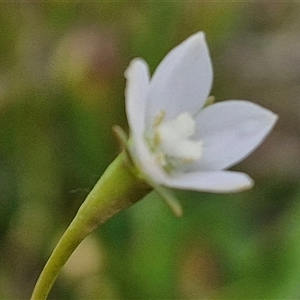 Wahlenbergia multicaulis at Gundary, NSW - 23 Oct 2024