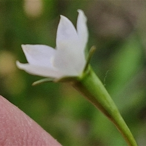 Wahlenbergia multicaulis at Gundary, NSW - 23 Oct 2024