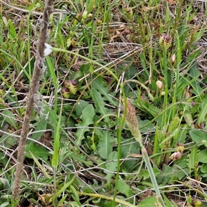 Wahlenbergia multicaulis at Gundary, NSW - 23 Oct 2024