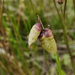 Briza maxima (Quaking Grass, Blowfly Grass) at Gundary, NSW - 23 Oct 2024 by trevorpreston