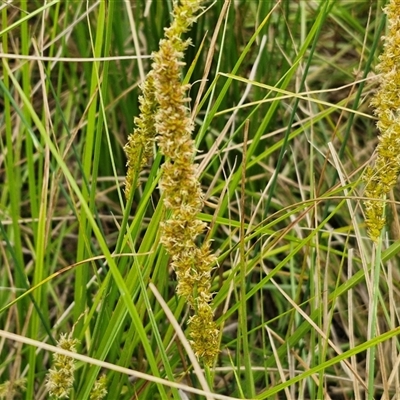 Carex appressa (Tall Sedge) at Gundary, NSW - 23 Oct 2024 by trevorpreston