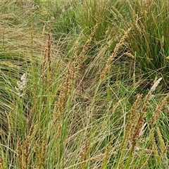 Carex appressa at Gundary, NSW - 23 Oct 2024