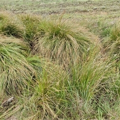 Carex appressa at Gundary, NSW - 23 Oct 2024 04:35 PM