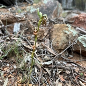 Oligochaetochilus hamatus at Wallaroo, NSW - 23 Oct 2024