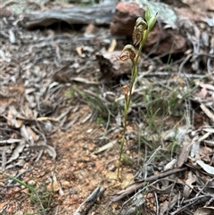 Oligochaetochilus hamatus at Wallaroo, NSW - 23 Oct 2024