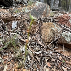 Oligochaetochilus hamatus at Wallaroo, NSW - 23 Oct 2024