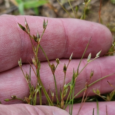 Juncus bufonius (Toad Rush) at Gundary, NSW - 23 Oct 2024 by trevorpreston