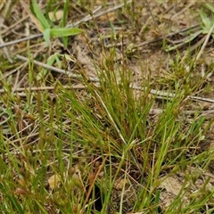 Juncus bufonius at Gundary, NSW - 23 Oct 2024 04:34 PM