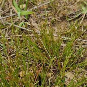 Juncus bufonius at Gundary, NSW - 23 Oct 2024 04:34 PM