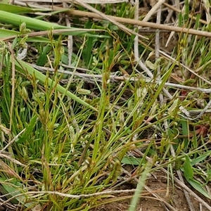 Juncus bufonius at Gundary, NSW - 23 Oct 2024 04:34 PM