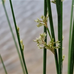Juncus (genus) (A Rush) at Gundary, NSW - 23 Oct 2024 by trevorpreston