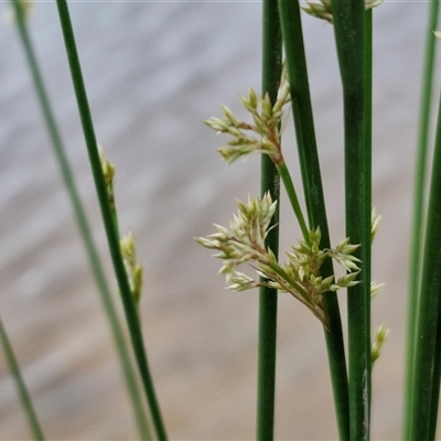 Juncus (genus) (A Rush) at Gundary, NSW - 23 Oct 2024 by trevorpreston