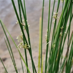 Juncus (genus) at Gundary, NSW - 23 Oct 2024 04:31 PM