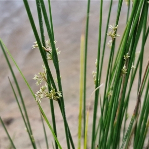 Juncus sp. at Gundary, NSW - 23 Oct 2024