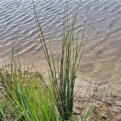 Juncus sp. at Gundary, NSW - 23 Oct 2024 04:31 PM