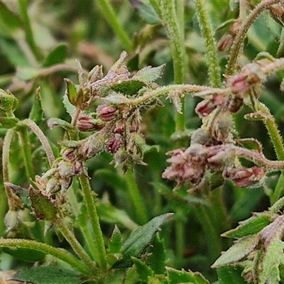 Gonocarpus tetragynus (Common Raspwort) at Gundary, NSW - 23 Oct 2024 by trevorpreston