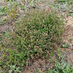 Gonocarpus tetragynus at Gundary, NSW - 23 Oct 2024 04:30 PM