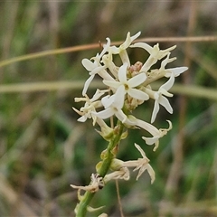 Stackhousia monogyna (Creamy Candles) at Gundary, NSW - 23 Oct 2024 by trevorpreston