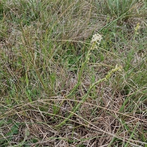 Stackhousia monogyna at Gundary, NSW - 23 Oct 2024 04:29 PM