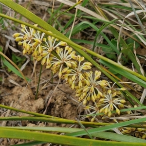 Lomandra multiflora at Gundary, NSW - 23 Oct 2024