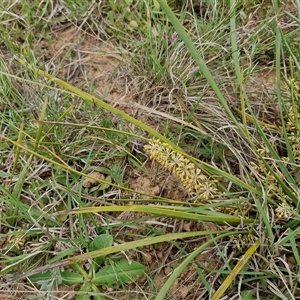 Lomandra multiflora at Gundary, NSW - 23 Oct 2024 04:27 PM