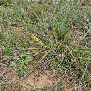 Lomandra multiflora at Gundary, NSW - 23 Oct 2024 04:27 PM