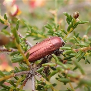 Melobasis propinqua at Aranda, ACT - 29 Sep 2024