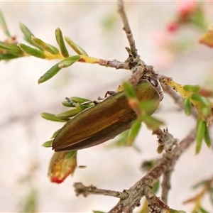 Melobasis propinqua at Aranda, ACT - 29 Sep 2024