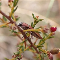 Melobasis propinqua at Aranda, ACT - 29 Sep 2024