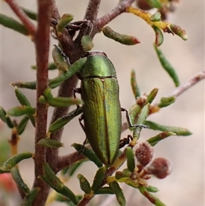 Melobasis propinqua at Aranda, ACT - 29 Sep 2024