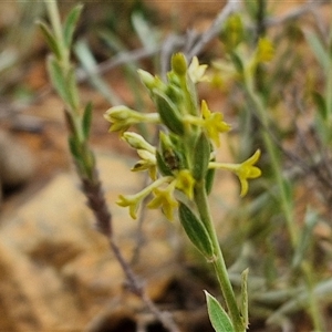 Pimelea curviflora at Gundary, NSW - 23 Oct 2024