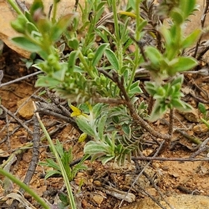 Pimelea curviflora at Gundary, NSW - 23 Oct 2024