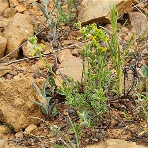 Pimelea curviflora at Gundary, NSW - 23 Oct 2024