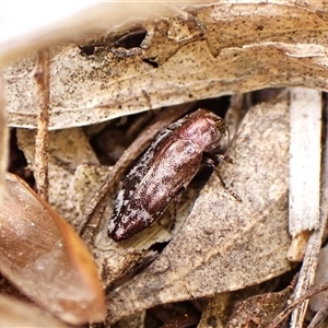 Diphucrania acuducta at Aranda, ACT - 29 Sep 2024 03:24 PM