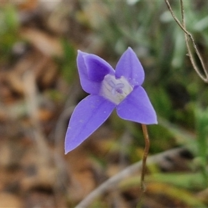 Wahlenbergia capillaris at Gundary, NSW - 23 Oct 2024