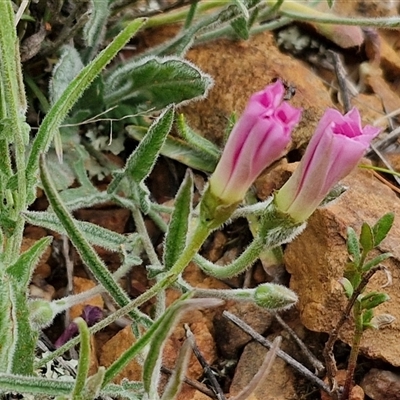 Convolvulus angustissimus subsp. angustissimus (Australian Bindweed) at Gundary, NSW - 23 Oct 2024 by trevorpreston