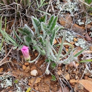 Convolvulus angustissimus subsp. angustissimus at Gundary, NSW - 23 Oct 2024