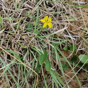 Goodenia hederacea subsp. hederacea at Gundary, NSW - 23 Oct 2024